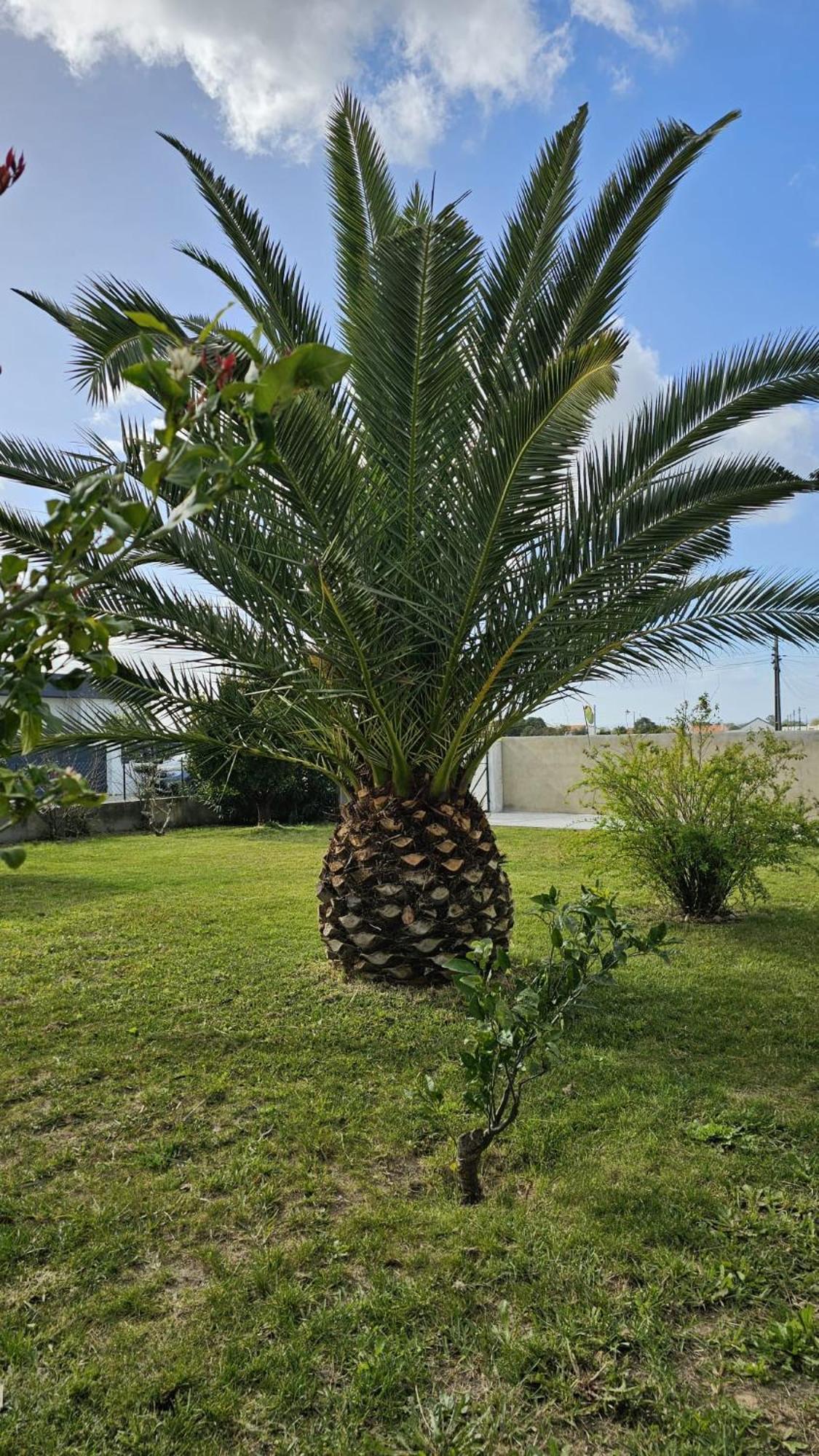 Quinta Ferias No Ribatejo